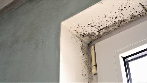 Best Mold Prevention Services  in East Dennis, MA