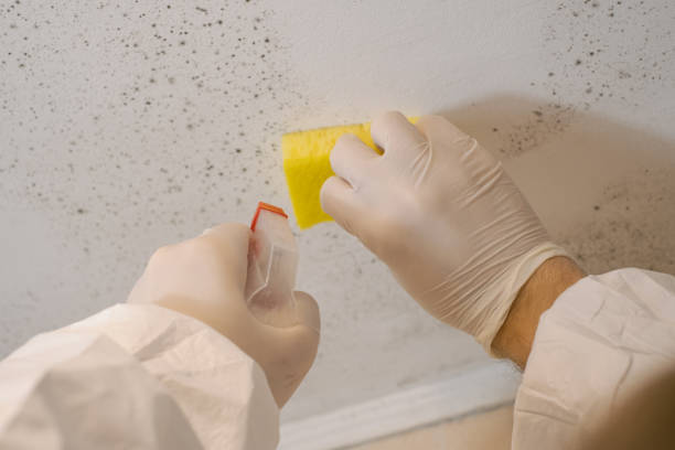 Best Water Damage & Mold Remediation  in East Dennis, MA