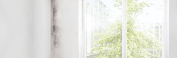 Best Mold Damage Restoration  in East Dennis, MA