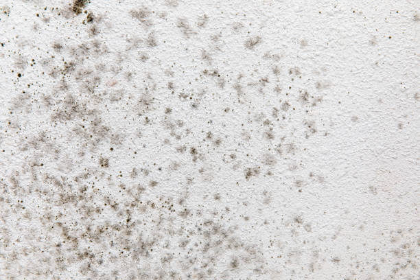 Best Mold Odor Removal Services  in East Dennis, MA
