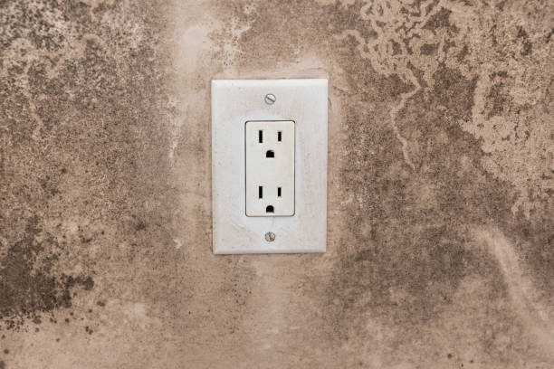 Reliable East Dennis, MA Mold Removal Solutions