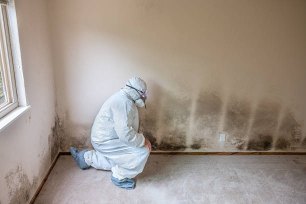 Best Commercial Mold Inspection  in East Dennis, MA