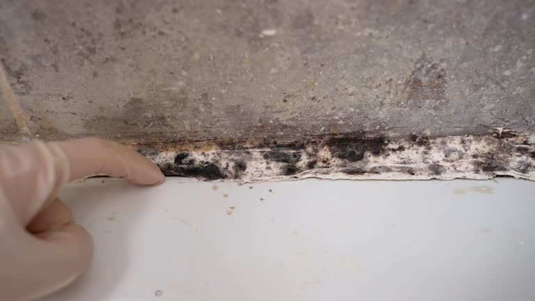 Best Air Quality Testing for Mold Spores  in East Dennis, MA